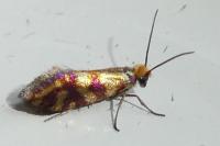 Micropterix tunbergella