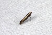 Acrolepiopsis vesperella