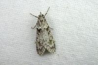 Diurnea fagella