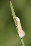 Elachista rufocinerea