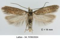 Scrobipalpa