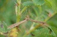 Stenoptilia pterodactyla