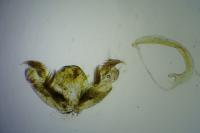 Stenoptilia pterodactyla