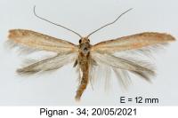 Zelleria hepariella