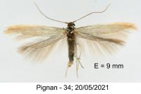 Psamathocrita