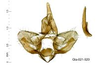 Syndemis musculana