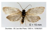 Syndemis musculana