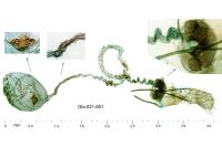 Neofaculta ericetella