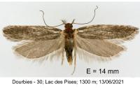 Neofaculta ericetella