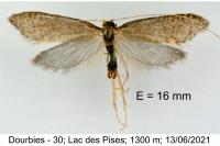 Nematopogon schwarziellus