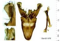 Nematopogon schwarziellus
