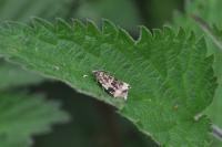 Celypha lacunana