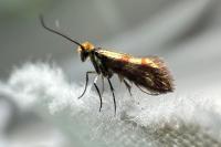 Micropterix tunbergella