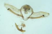 Cnephasia stephensiana