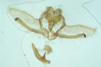 Cnephasia stephensiana
