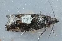 Epinotia immundana