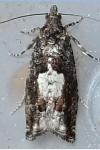 Epinotia immundana
