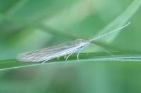 Coleophora otidipennella