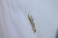 Plutella xylostella