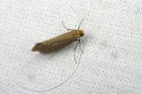 Nematopogon adansoniella