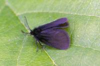 Epichnopterix sieboldii