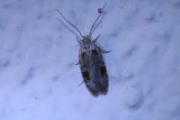 Agonopterix alstroemeriana