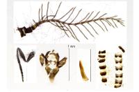 Epichnopterix sieboldii