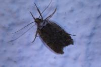 Agonopterix