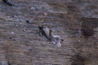 Cochylidia implicitana