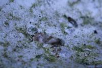 Cochylidia implicitana