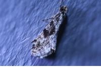 Nemapogon granellus