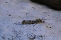 Plutella xylostella