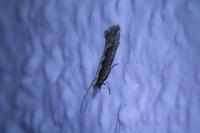 Plutella xylostella