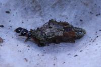 Proutia betulina
