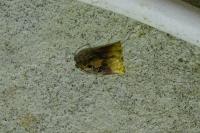 Archips podana