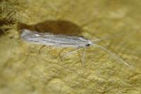 Coleophora obtectella