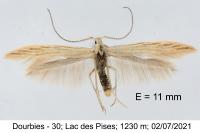 Coleophora taeniipennella