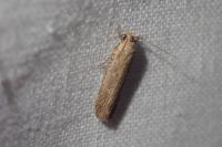 Platyedra subcinerea