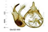Hypatopa binotella