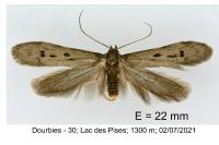 Hypatopa binotella