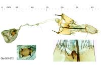 Bryotropha gallurella