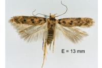 Bryotropha gallurella