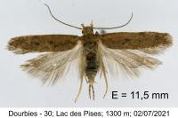 Bryotropha desertella
