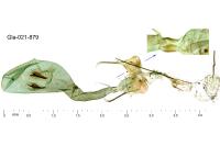 Prolita solutella