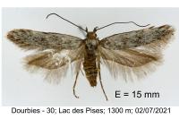 Prolita solutella