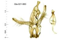 Neofaculta ericetella