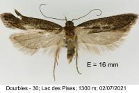 Neofaculta ericetella
