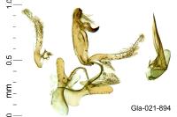 Aproaerema suecicella