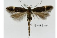 Aproaerema suecicella