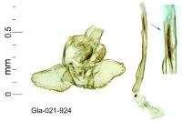 Argyresthia glabratella